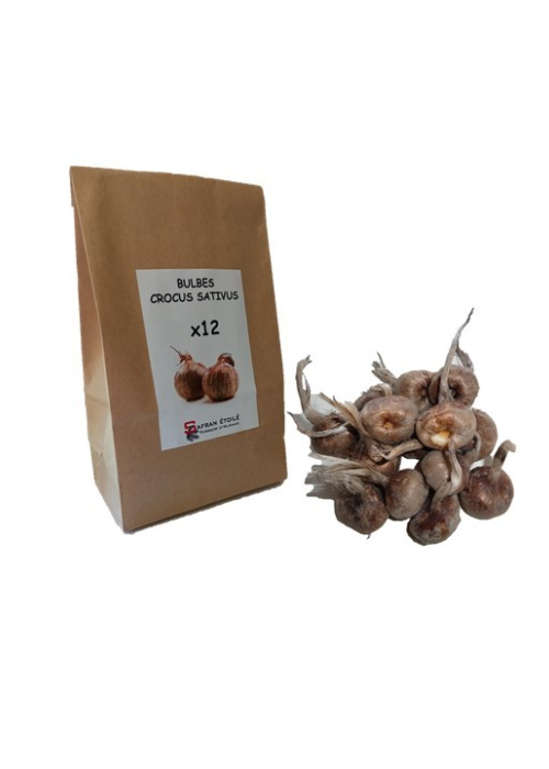 Bulbes crocus sativus x12