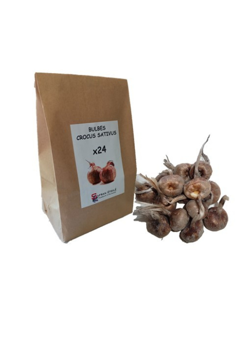 Bulbes de crocus sativus x24
